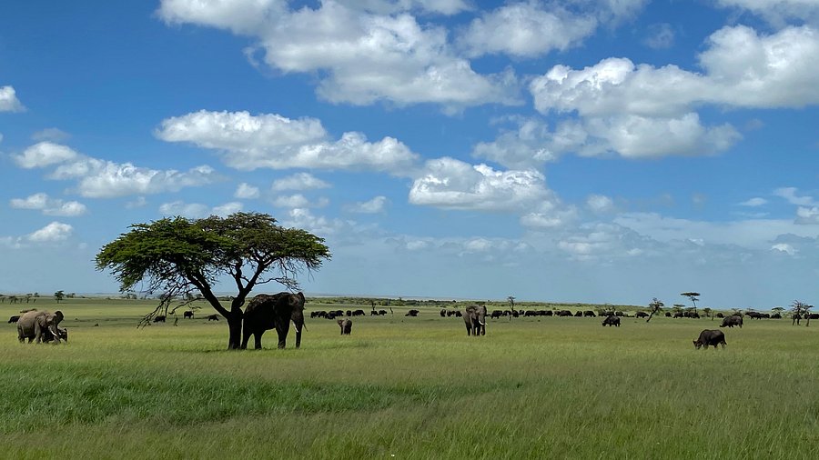 NAIROBI - MASAI MARA