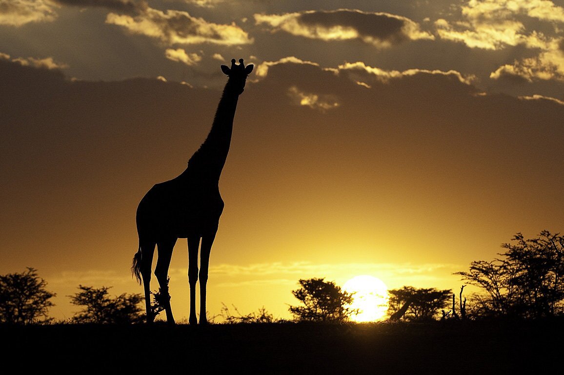 MASAI MARA NATIONAL RESERVE